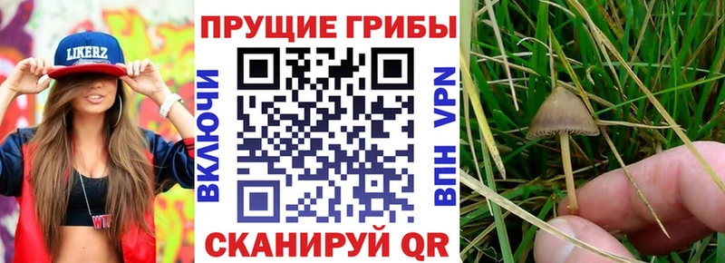 Псилоцибиновые грибы ЛСД Ессентукская